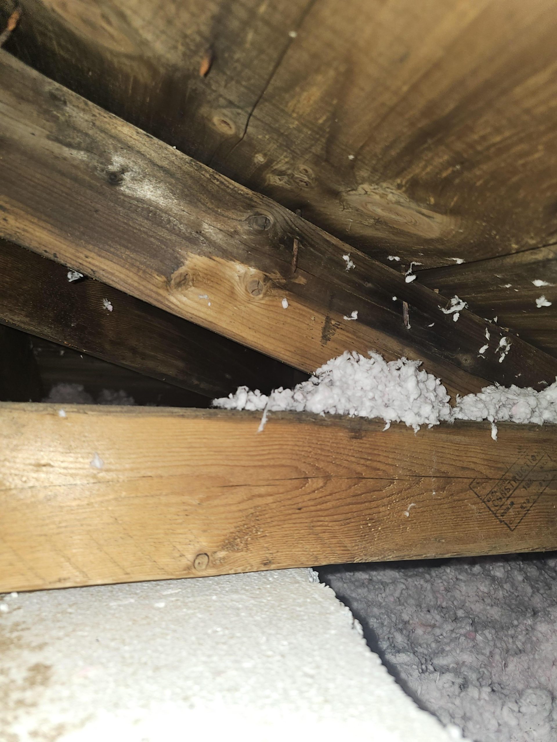 Professional Attic Mold Inspection in Toronto – 247 Restoration Reveals the Hidden Dangers