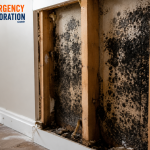 Top 10 Signs You Have Hidden Mould Behind Walls؟